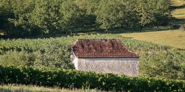 46 Dans Le Vignoble De Glanes ® Lot Tourisme J. Morel 4