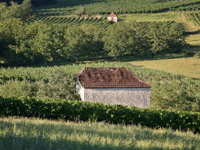 46 Dans Le Vignoble De Glanes ® Lot Tourisme J. Morel 4