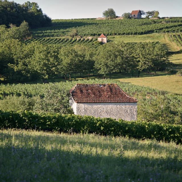 46 Dans Le Vignoble De Glanes ® Lot Tourisme J. Morel 4