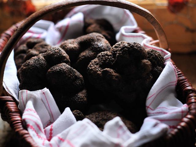 Champignons étonnants Truffes Boris St Laurent Les Tours © Cochise Ory Hd