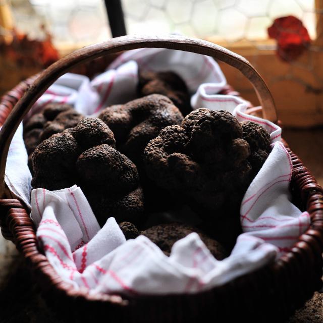 Champignons étonnants Truffes Boris St Laurent Les Tours © Cochise Ory Hd