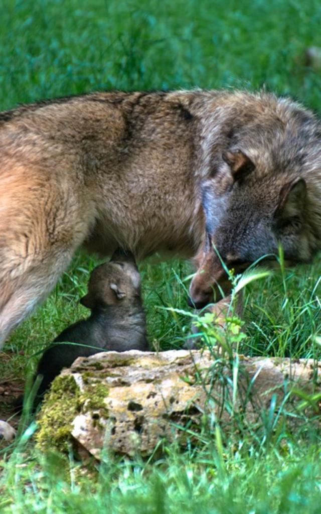 loup-louveteau-1-parc-animalier-gramat.jpg