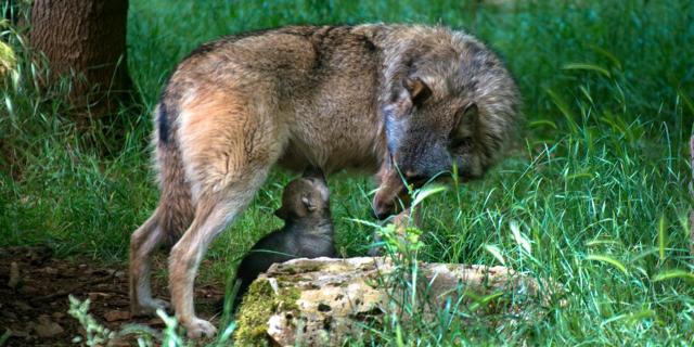 loup-louveteau-1-parc-animalier-gramat.jpg