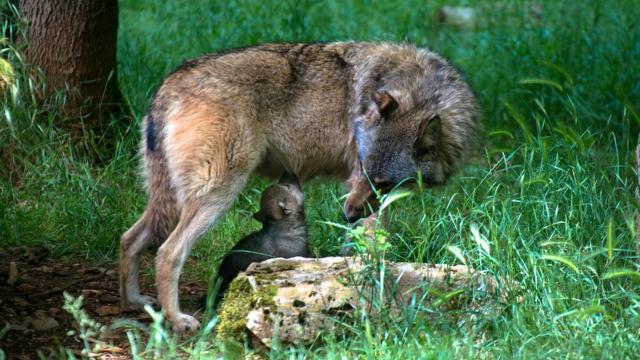 loup-louveteau-1-parc-animalier-gramat.jpg