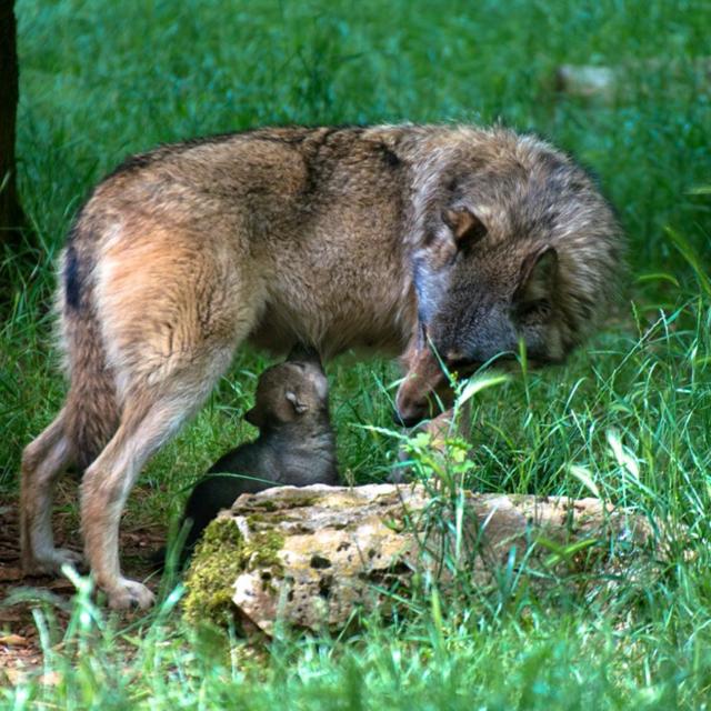 loup-louveteau-1-parc-animalier-gramat.jpg