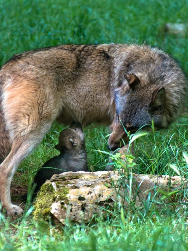 loup-louveteau-1-parc-animalier-gramat.jpg