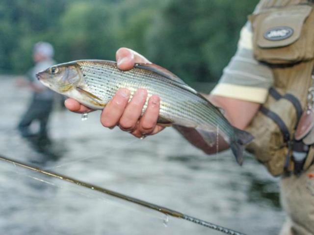 Pêche à La Mouche Ombre