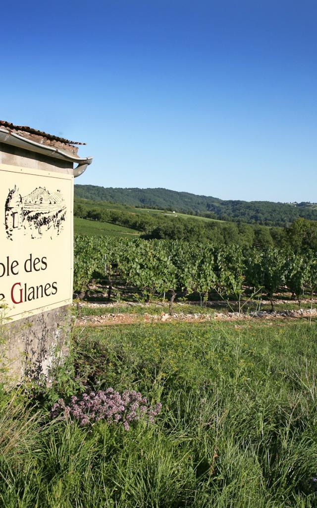 Vignoble De Glanes ® Lot Tourisme J. Morel 3