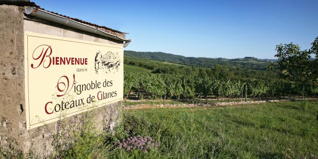 Vignoble De Glanes ® Lot Tourisme J. Morel 3