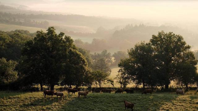 20151124 Campagne Corrézienne Avec Vaches