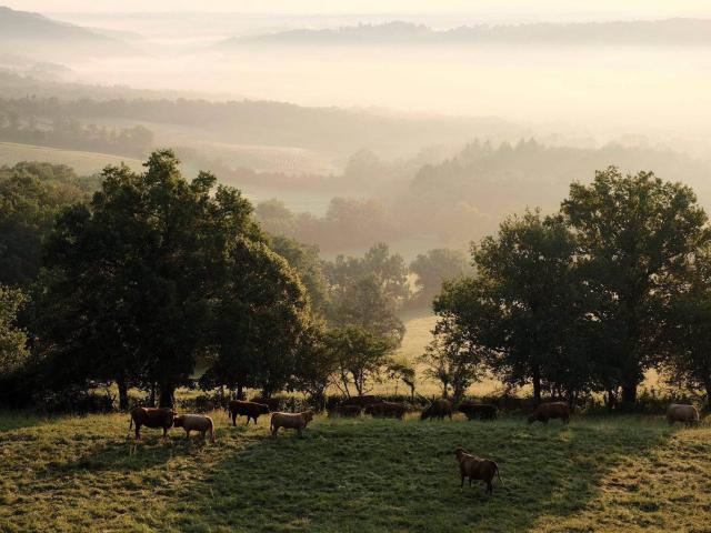 20151124 Campagne Corrézienne Avec Vaches