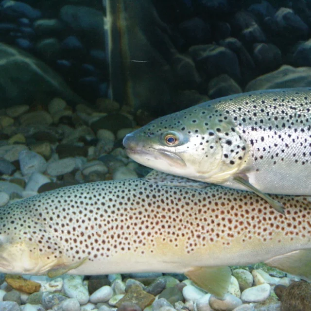 truite de mer des sables