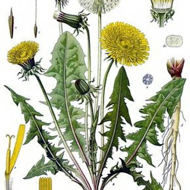 290px Taraxacum Officinale Kohler S Medizinal Pflanzen 135.jpg