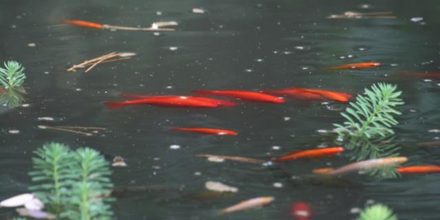 Poissons rouges