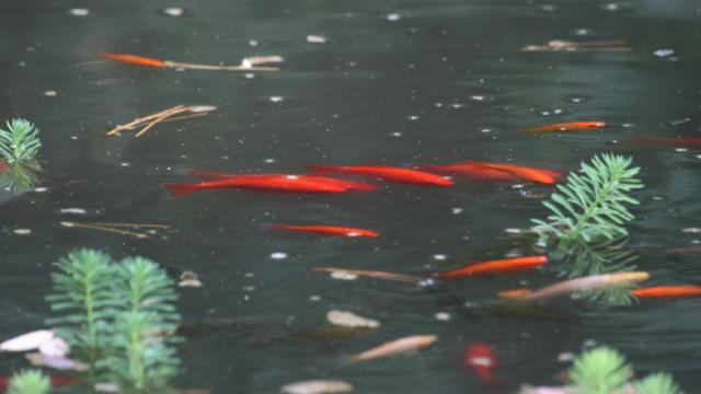 Poissons rouges