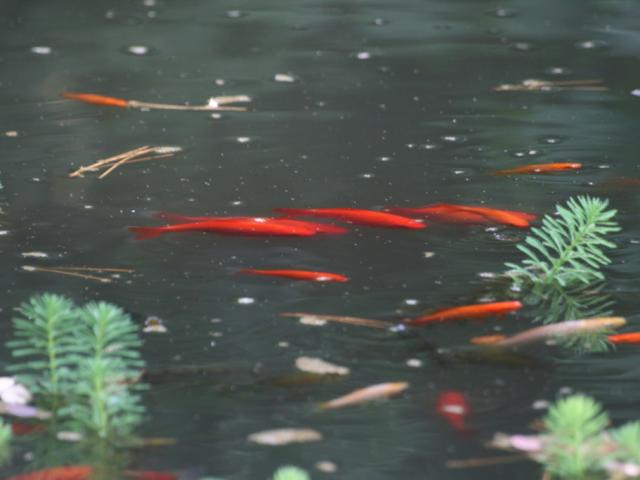 Poissons rouges