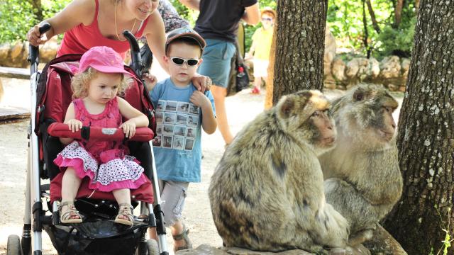 Campgb En Famille Avec Les Singes Rocamadour Otvd Ory4591.jpg