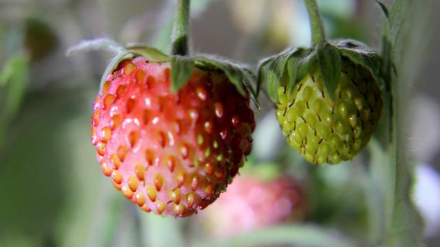 cueillette de fraises