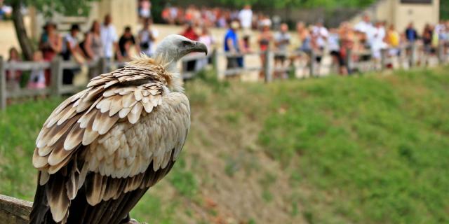 Journee 9 Rocamadour Rocher Des Aigles .jpg