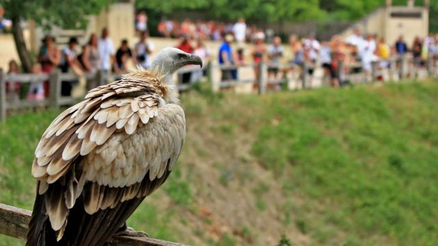 Journee 9 Rocamadour Rocher Des Aigles .jpg