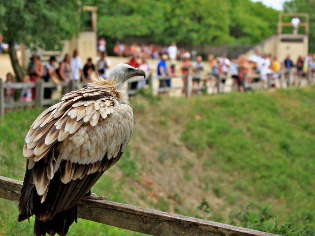 Journee 9 Rocamadour Rocher Des Aigles .jpg