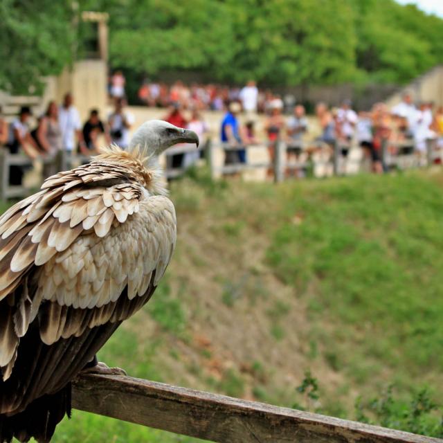 Journee 9 Rocamadour Rocher Des Aigles .jpg