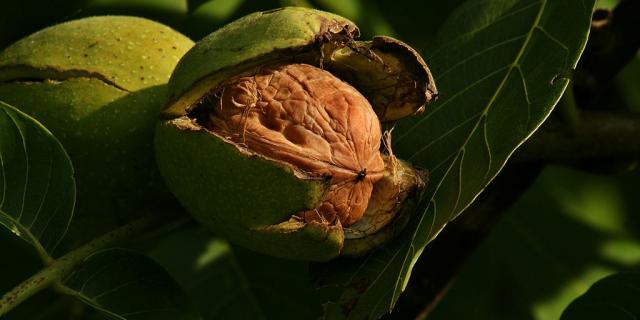 Juglans Regia Echte Walnussfrucht 3.jpg