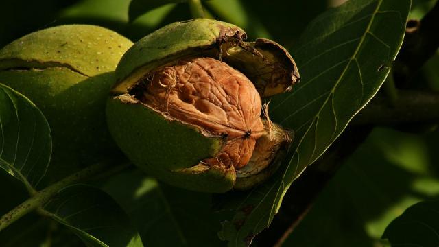 Juglans Regia Echte Walnussfrucht 3.jpg