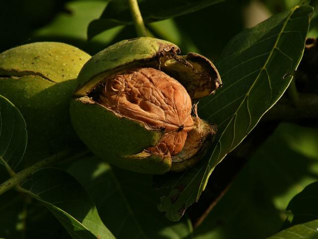 Juglans Regia Echte Walnussfrucht 3.jpg