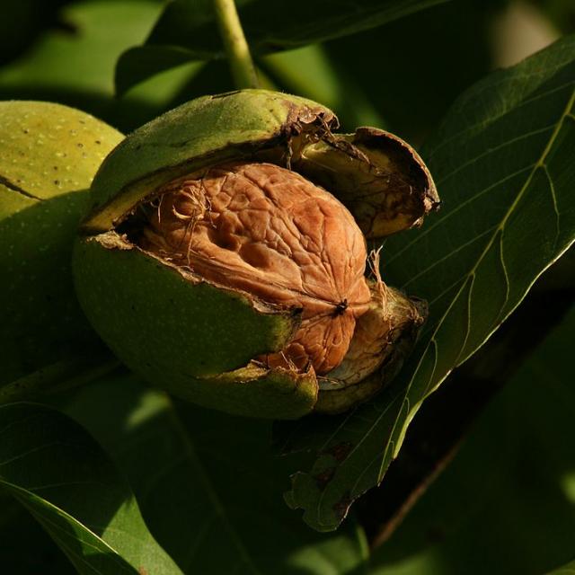 Juglans Regia Echte Walnussfrucht 3.jpg