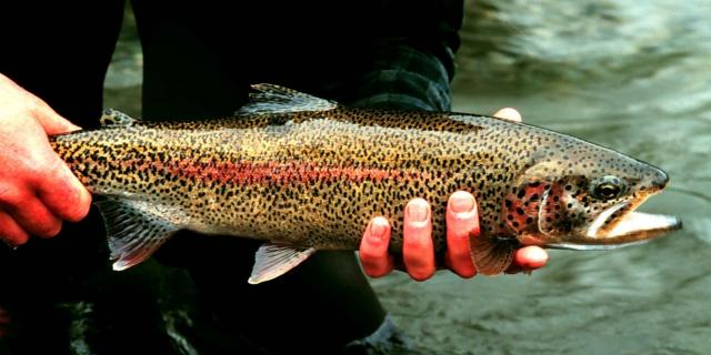 Rainbow Trout Fish Onchorhynchus Mykiss Detailed Photography.jpg