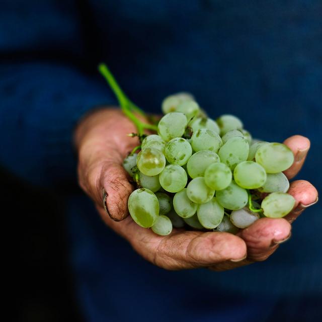 Raisin Rocamadour Coteau De Glanes.jpg