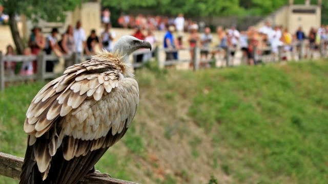 Rocher Des Aigles R Audrey Maylin.jpg