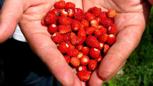 Coeur de fraises