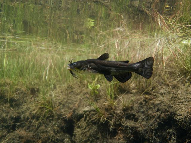 Poisson Chat 0.jpg