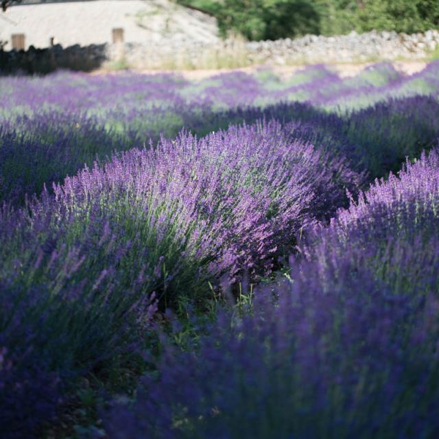 Champ De Lavande A Rocamadour 1 1.jpg