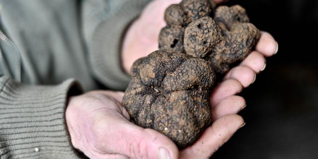 Visite Truffiere Degustation Cochise.jpg