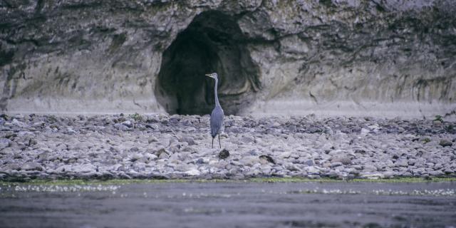 Héron sur la Dordogne