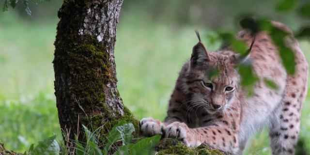 Lynx Parc Animalier De Gramat