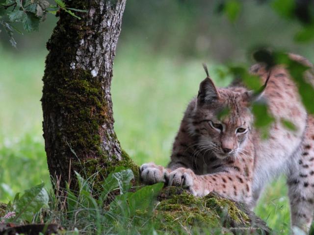 Lynx Parc Animalier De Gramat