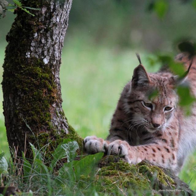 Lynx Parc Animalier De Gramat