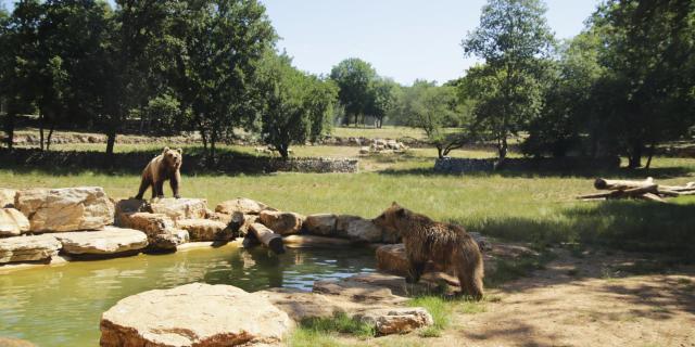 Ours Parc Animalier De Gramat