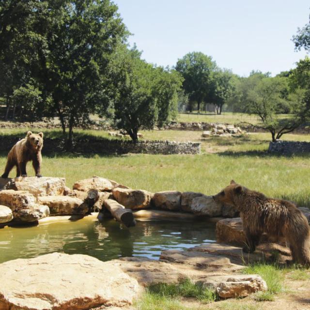 Ours Parc Animalier De Gramat