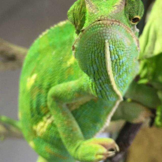 Caméléon à Casque