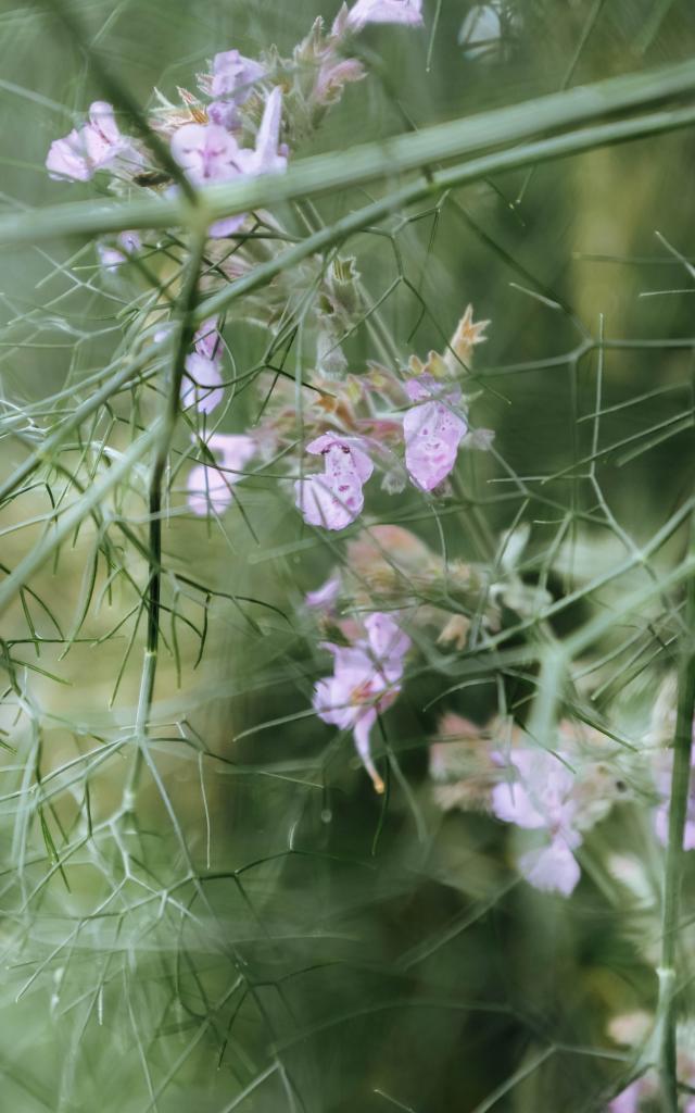 Les Jardins Sothys à Auriac