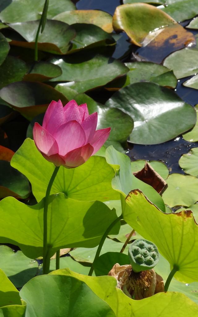 Jardins d'Eau de Carsac