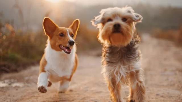 Deux amis chiens qui courent en vacances