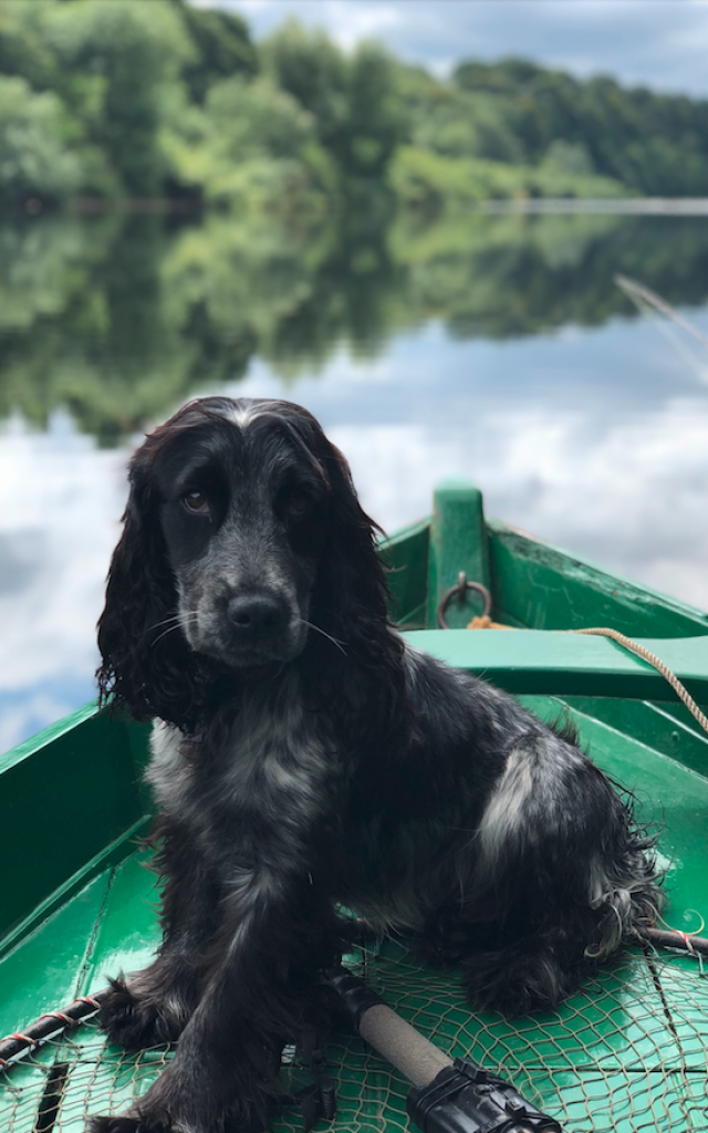 Balade en barque avec son chien