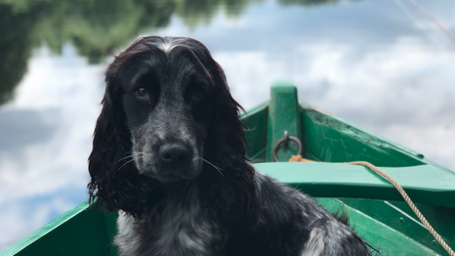 Balade en barque avec son chien