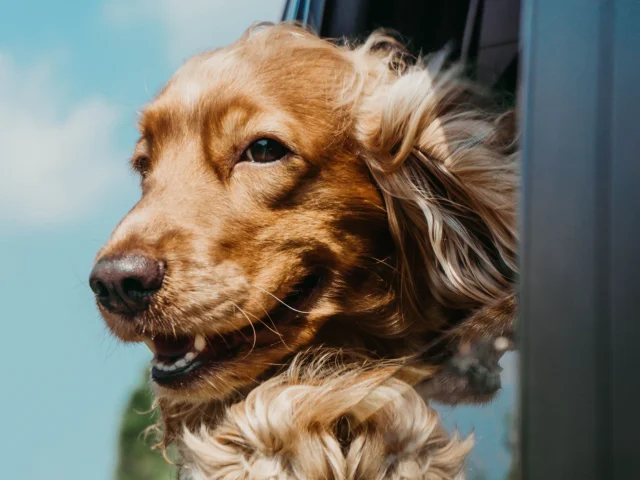 Roadtrip avec son chien en voiture